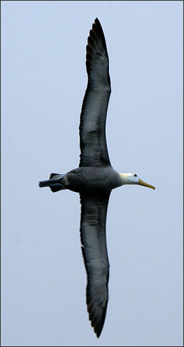 20120520-albatross waved Phoebastria_irrorata_flying.jpg